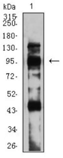 mGluR8 Antibody (4C1C1) - BSA Free, Novus Biologicals:Antibodies:Primary